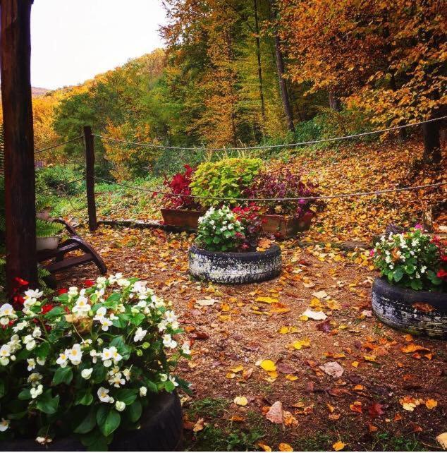 Bed and Breakfast House In The Woods Решіца Екстер'єр фото